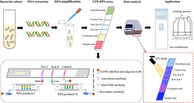 Rapid Detection and Differentiation of Legionella pneumophila and Non-Legionella pneumophila Species by Using Recombinase Polymerase Amplification Combined With EuNPs-Based Lateral Flow Immunochromatography